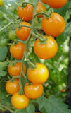 Sun Sugar, SunSugar F1 Hybrid Tomato, Cherry Tomato (Solanum lycopersicum) Brix rating 9-10