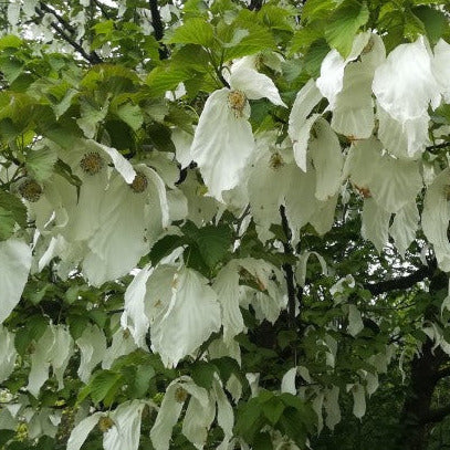 Davidia involucrata (Dove Tree, Ghost Tree, Handkerchief Tree, Laundry Tree)