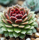 Sempervivum Hybridum  (Hen & Chicks Cactus Mixed) Succulent Seeds - 1,000 Seeds Per Pack