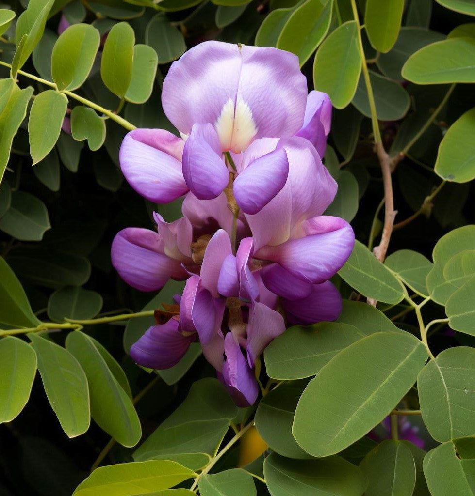 Sophora secundiflora (Frijolillo, Frijolito, Mescal Bean Tree, Texas Mountain Laurel, Texas Mescal Bean)