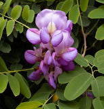Sophora secundiflora (Frijolillo, Frijolito, Mescal Bean Tree, Texas Mountain Laurel, Texas Mescal Bean)