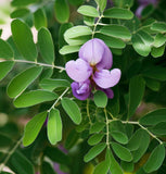 Sophora secundiflora (Frijolillo, Frijolito, Mescal Bean Tree, Texas Mountain Laurel, Texas Mescal Bean)
