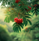 Sorbus alnifolia (Korean Mountain Ash)