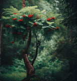 Sorbus aucuparia (European Mountain Ash)