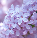 Syringa oblata	(Korean Lilac, Early Lilac, Early Blooming Lilac, Broadleaf Lilac)