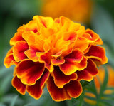 TAGETES patula 'Sparky Mix' (French Marigold - Sparky Mix)