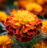 TAGETES patula 'Sparky Mix' (French Marigold - Sparky Mix)