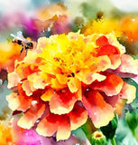 TAGETES patula 'Sparky Mix' (French Marigold - Sparky Mix)