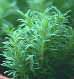 Tarragon, Russian (Artemisia dracunculus compositae)