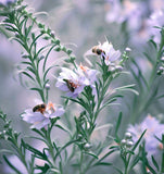 Tarragon, Russian (Artemisia dracunculus compositae)