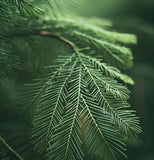 Taxodium distichum Southern (Bald Cypress)