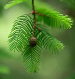 Taxodium distichum Southern (Bald Cypress)