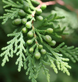 Thuja orientalis (Oriental Arborvitae, Platycladus orientalis, Thuja acuta , Biota orientalis)