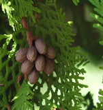 Thuja orientalis (Oriental Arborvitae, Platycladus orientalis, Thuja acuta , Biota orientalis)