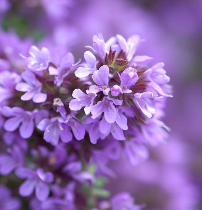 Thymus pulegioides (Lemon Thyme, Broad-leaved Thyme, Creeping Wild Thyme)  Height: 2-10"