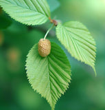 Ulmus pumila (Siberian Elm)