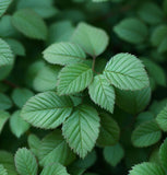 Ulmus pumila (Siberian Elm)