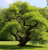 Ulmus pumila (Siberian Elm)