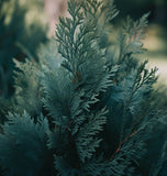 Thuja plicata (Western Redcedar, Western Red Cedar)