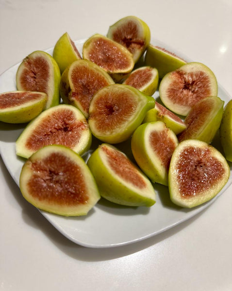 Fig tree _ReFa FINE BUBBLE U【ホワイト】 Amazon | 【公式ストア限定】リファ ファインバブル U/ReFa FINE