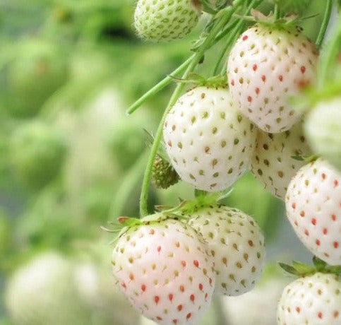 white carolina pineberry plants roots -bareroot-pineapple/strawberry flavor Carolina White pineberries Strawberry Plants (Bare Roots) (Everbearing)