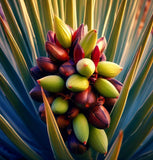 Yucca brevifolia (Joshua Tree, Yucca Palm, Tree Yucca)