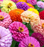 Zinnia elegans (Zinnia Rainbow Mix)