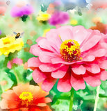 Zinnia elegans (Zinnia Rainbow Mix)