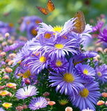 ASTER Novae-angliae  (SYMPHYOTRICHUM novae-angliae) (New England Aster)
