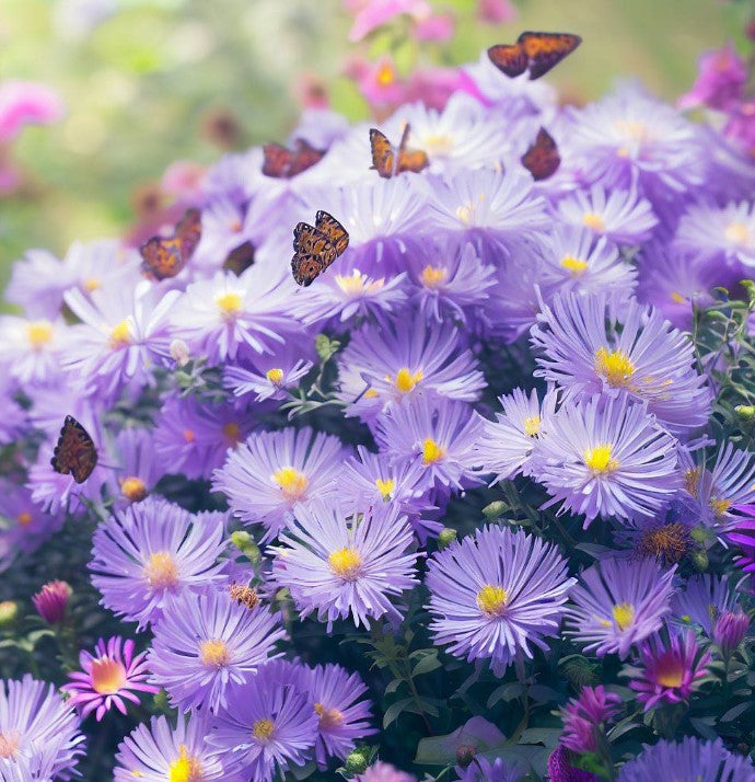 ASTER Novae-angliae  (SYMPHYOTRICHUM novae-angliae) (New England Aster)