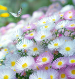 ASTER pilosus Frost Aster