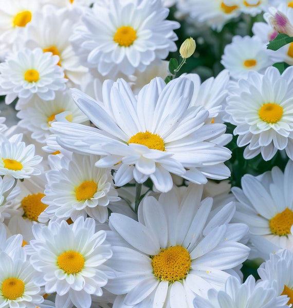 ARABIA エステリ \"Chrysanthemum leucanthemum\" ARABIA/アラビア Botanica/ボタニカ chrysanthemum leucanthemum