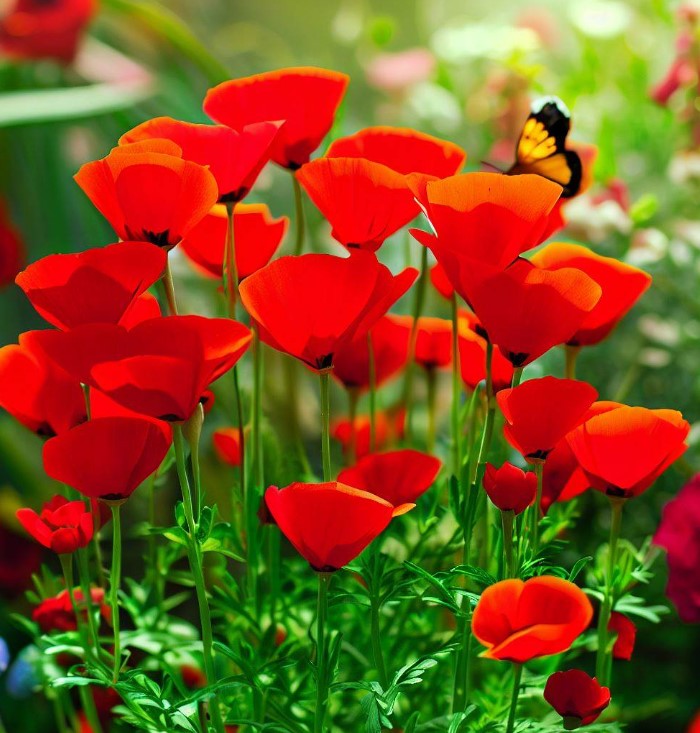 ESCHSCHOLZIA californica 'Red Chief' (California Poppy, Bright Red - Red Chief)