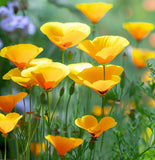 ESCHSCHOLZIA californica (Orange California Poppy)