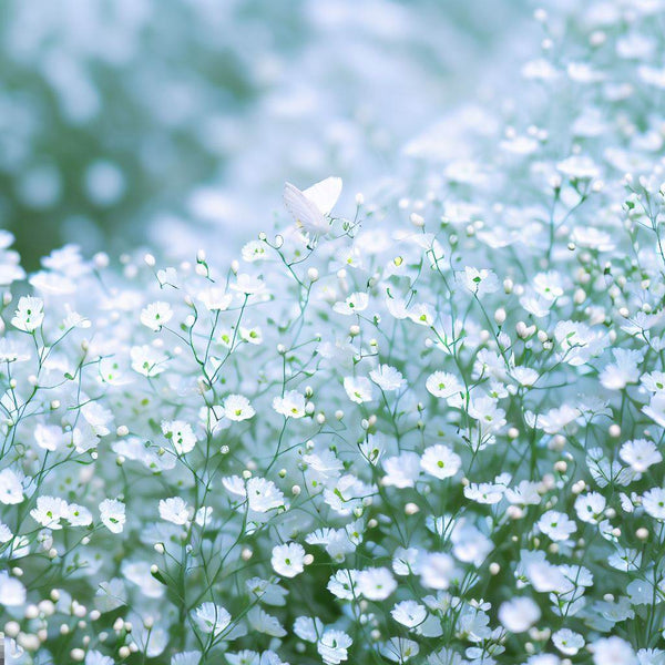 GYPSOPHILA elegans (Baby's Breath, Annual) – MySeedsCo