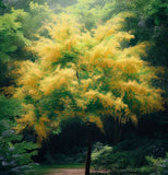 Koelreuteria paniculata nana (Dwarf Golden Rain Tree)