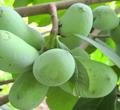 Fresh Pawpaw Tree Seeds (Asimina Triloba) - 2025 Harvest, 6 To 1200 Seeds Available