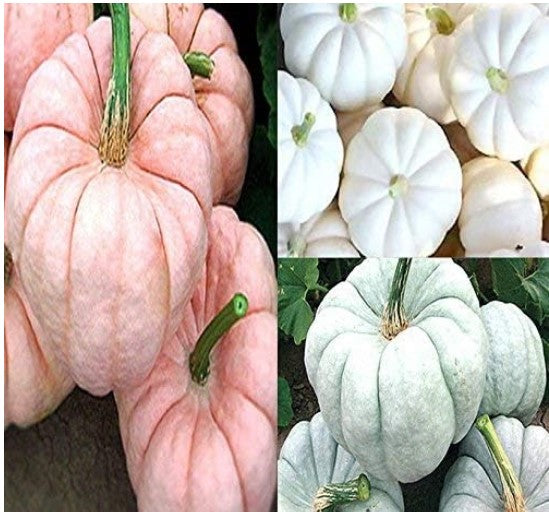 Pumpkin Mix I - Red-ish (Pink) White & Blue Pumpkin Mix Seeds (Individually Packaged) - Patriot Colors