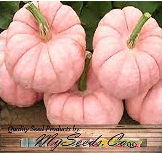 Pumpkin Mix I - Red-ish (Pink) White & Blue Pumpkin Mix Seeds (Individually Packaged) - Patriot Colors