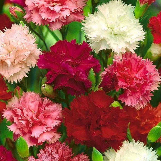DIANTHUS caryophyllus ('Chabaud Mix' Clove Carnation)