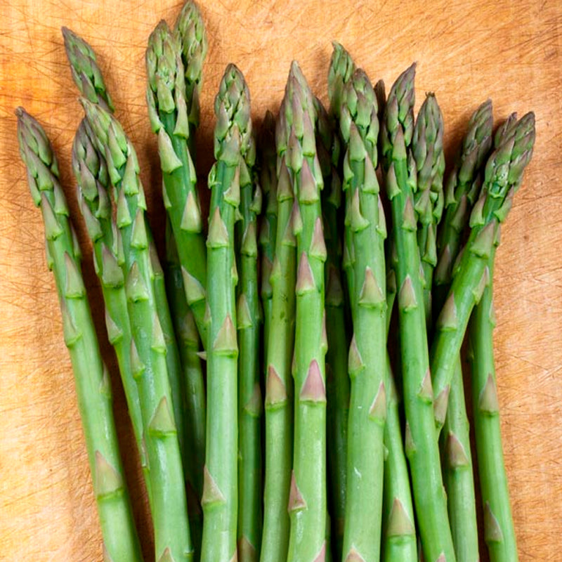 Mary Washington (Asparagus officinalis)