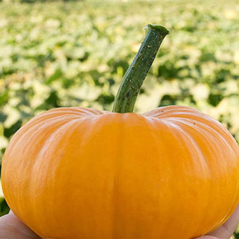 Bumpkin PMT F1 Hybrid Pumpkin, Miniature Pumpkin (Cucurbita maxima)