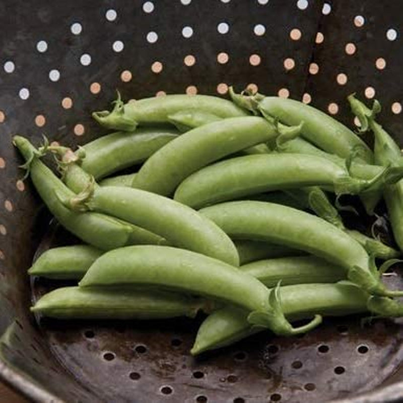 Sugar Daddy Pea, Edible Pod Snap Pea (Pisum sativum)