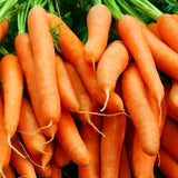 Little Fingers Carrot (Daucus carota)