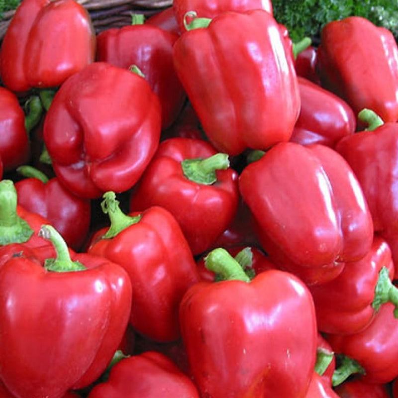 Yolo Wonder Pepper, SWEET (Capsicum annuum)