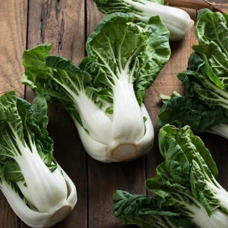 Chinese Pak Choi, Dwarf 4-6" (Brassica rapa Chinensis)