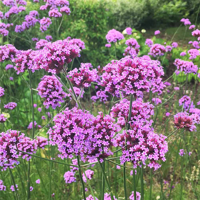 VERBENA bonariensis (Purpletop Vervain)