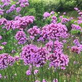 VERBENA bonariensis (Purpletop Vervain)