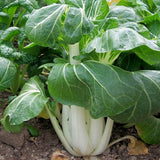 Chinese Pak Choi, White Stem (Brassica rapa Chinensis)