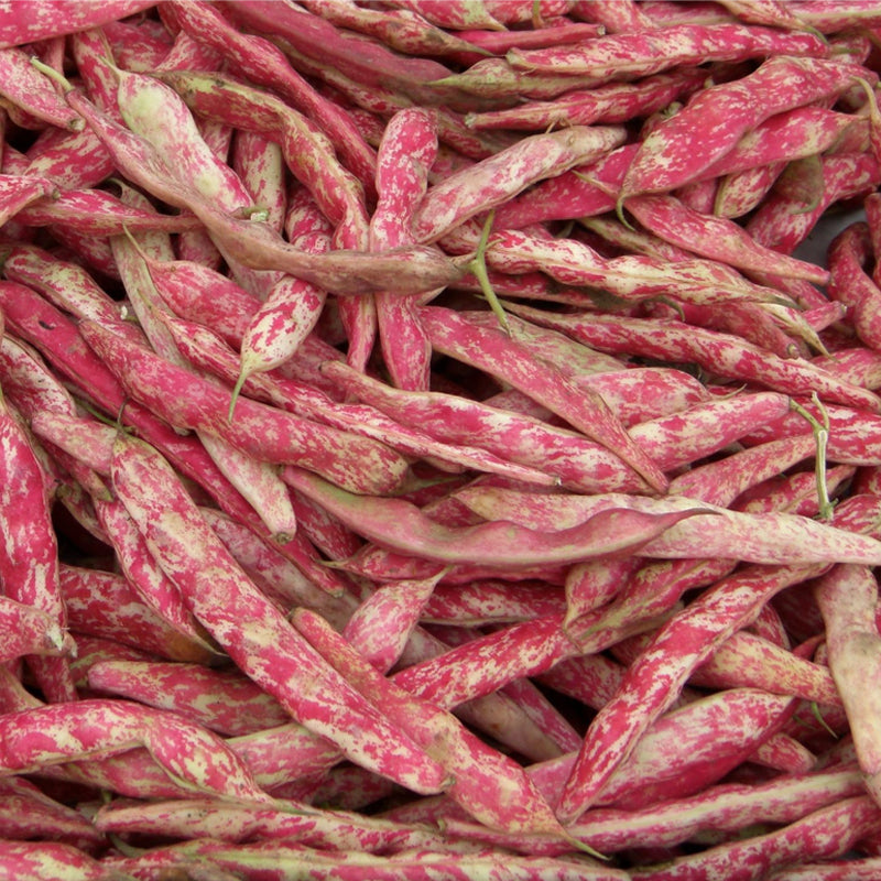 French Horticultural Green, Bush Bean (Phaseolus vulgaris)